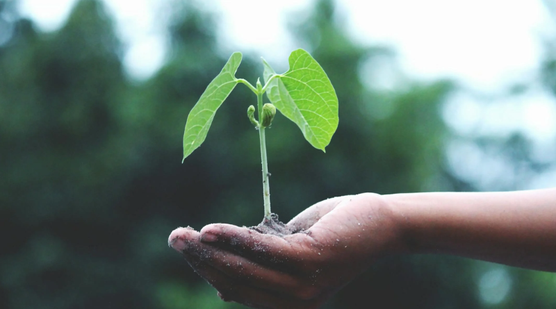 Recifest Empowering Communities for a Greener Future